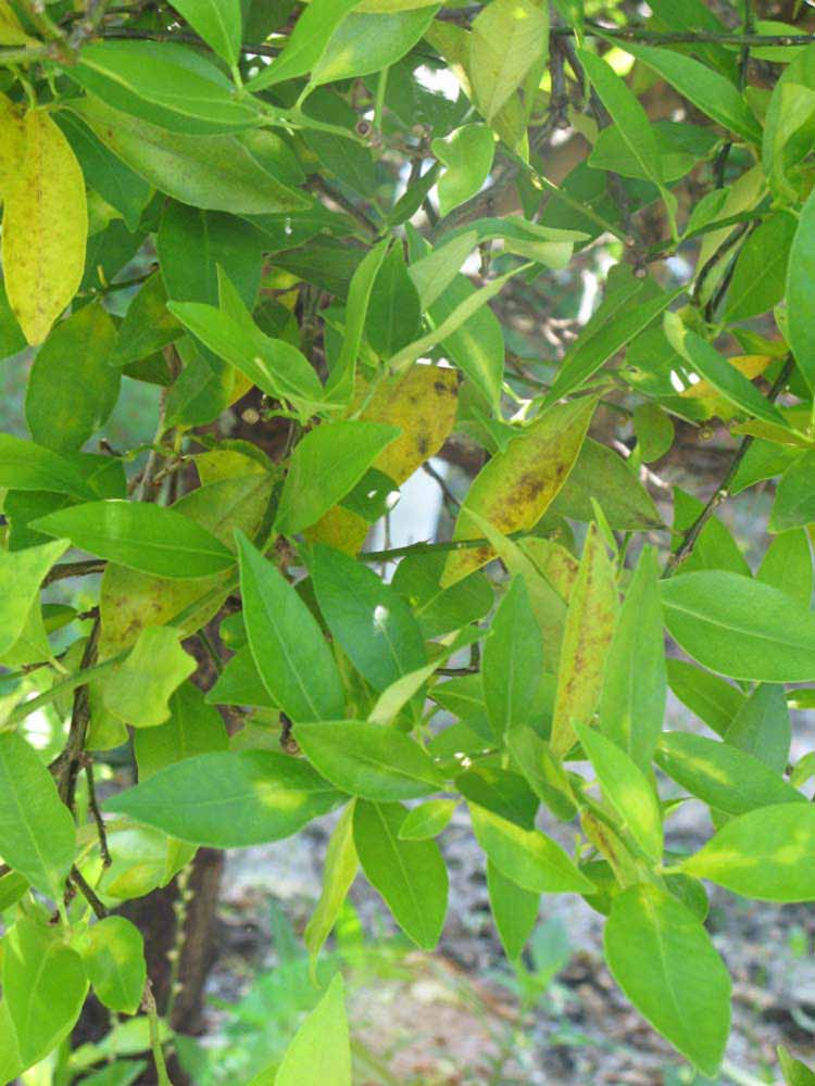             Shade leaves (Winter Haven, FL)       
